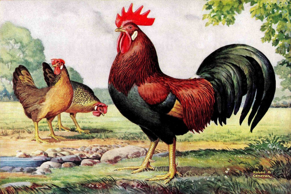 Курица на лошади