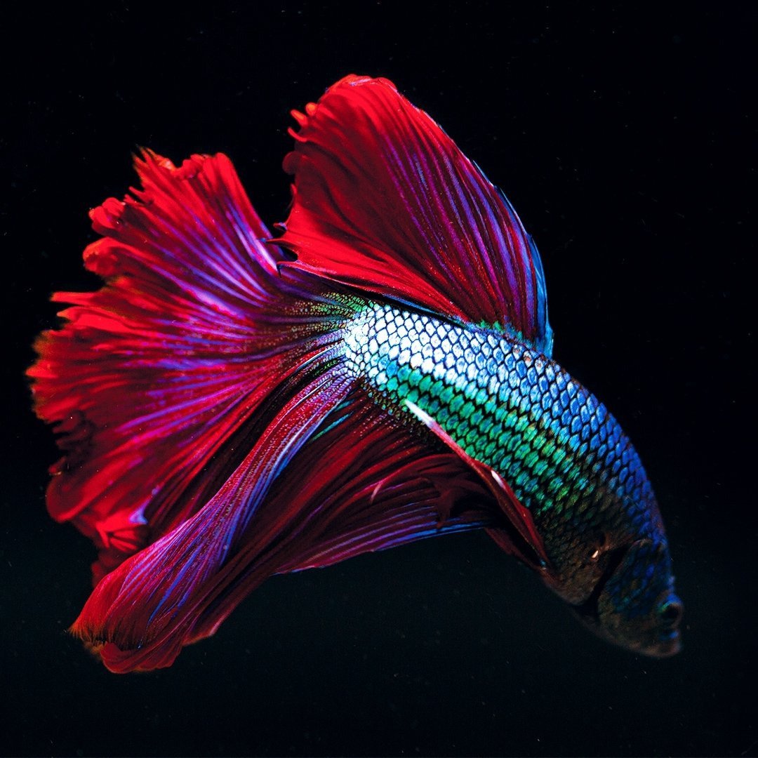 Бойцовая рыбка петушок