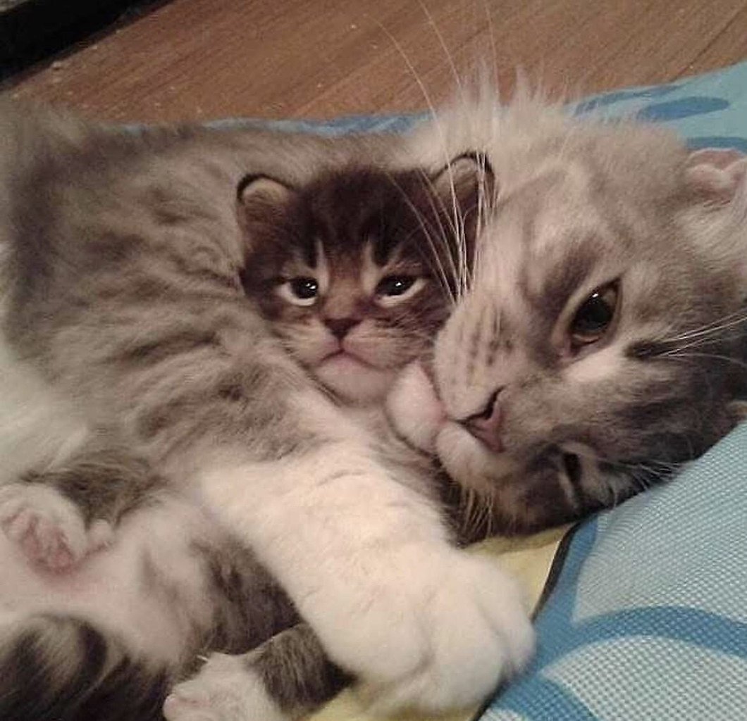 Кошка с двумя котятами