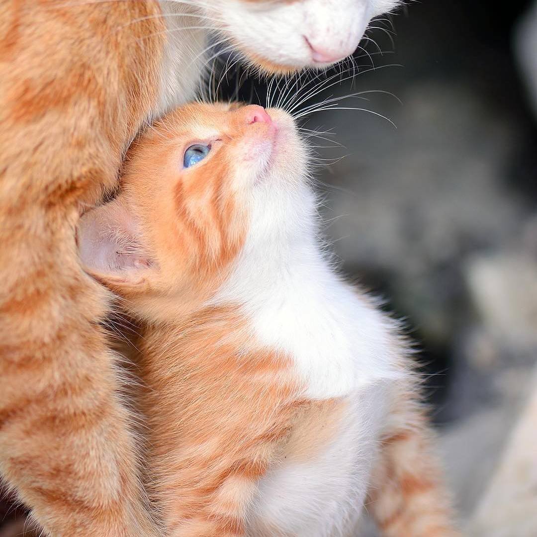 Котята с мамой