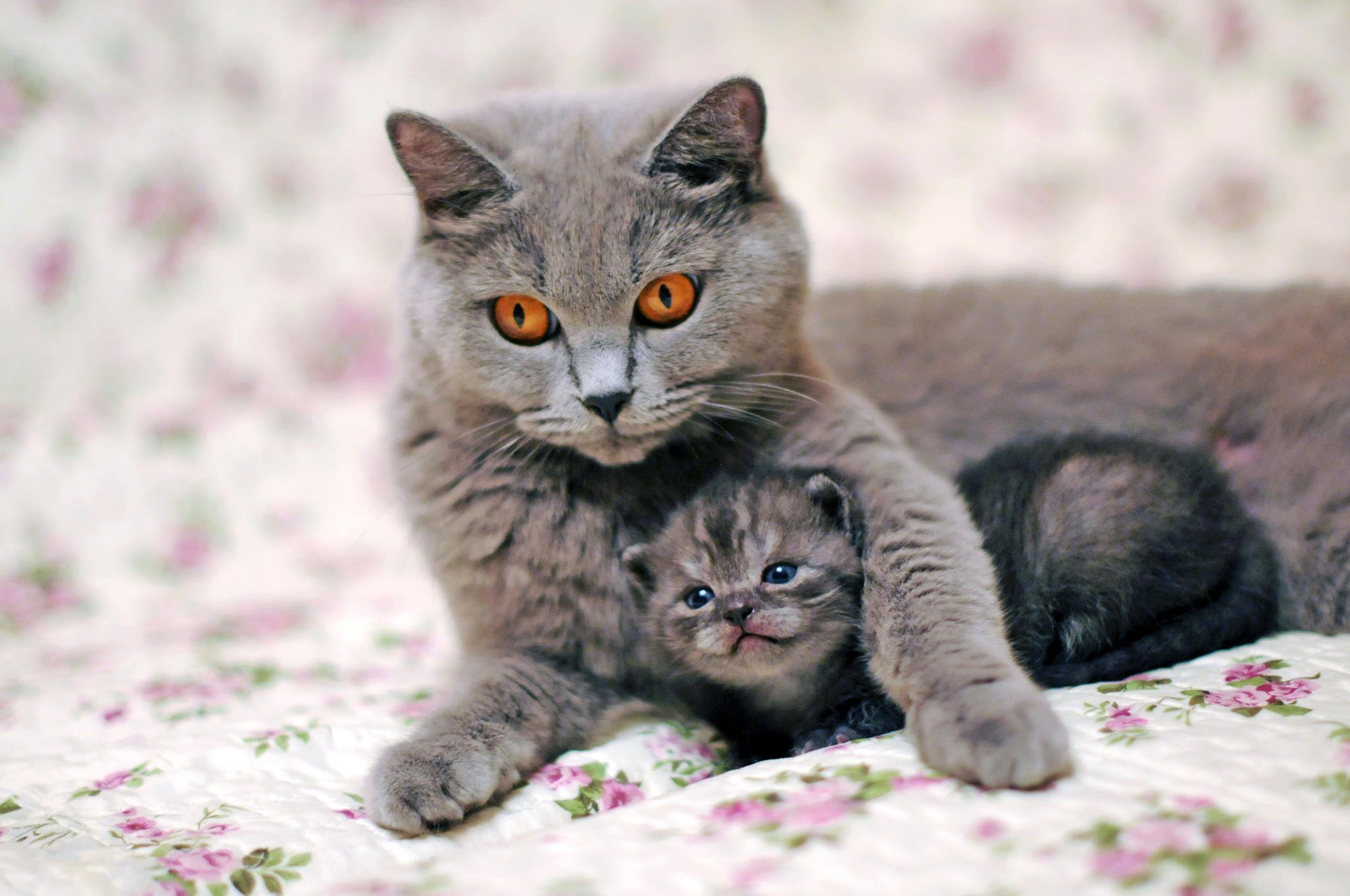 Кошечка с котятами. Кошка с котятами. Красивые кошки. Котята с мамой. Красивые котята.