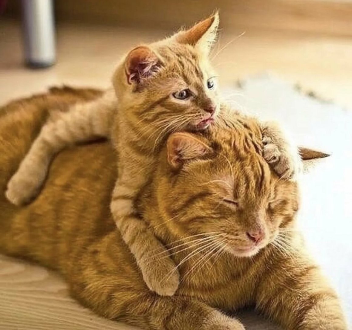 Кошка с котятами