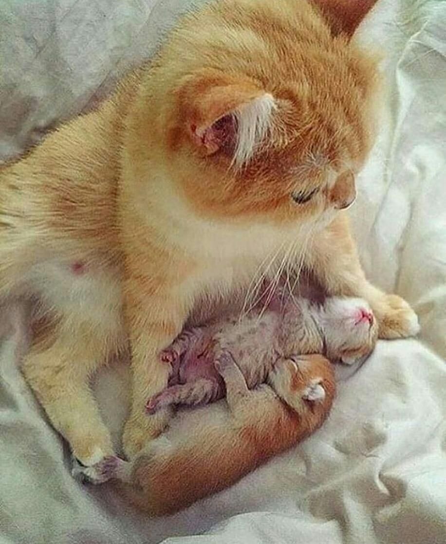 Рыжий кот и кошка