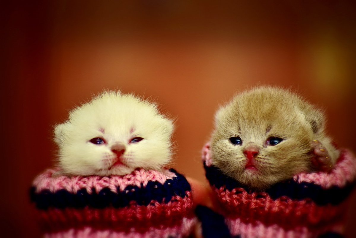 Мимимишные котики