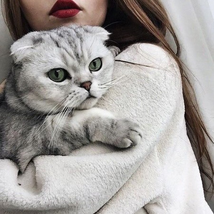 Милые кошки на аву