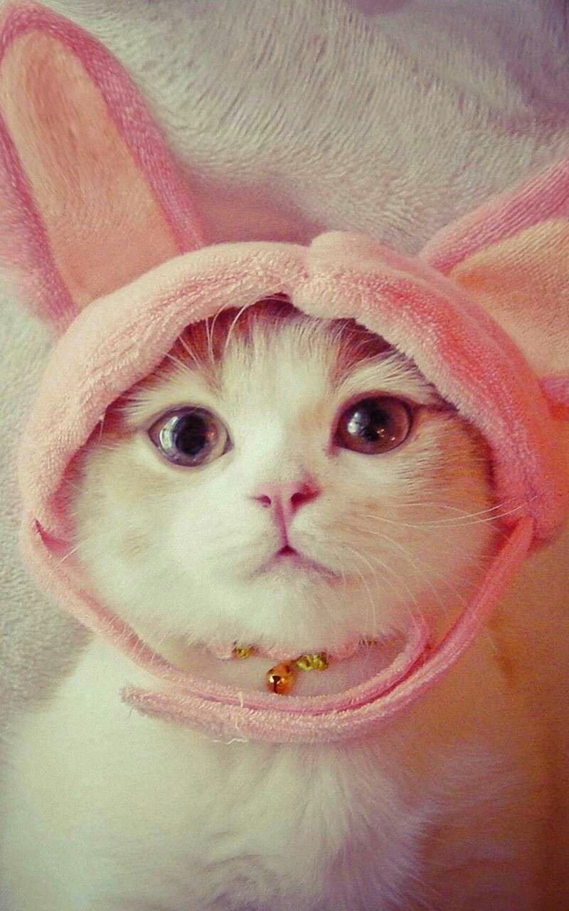 Няшные котики