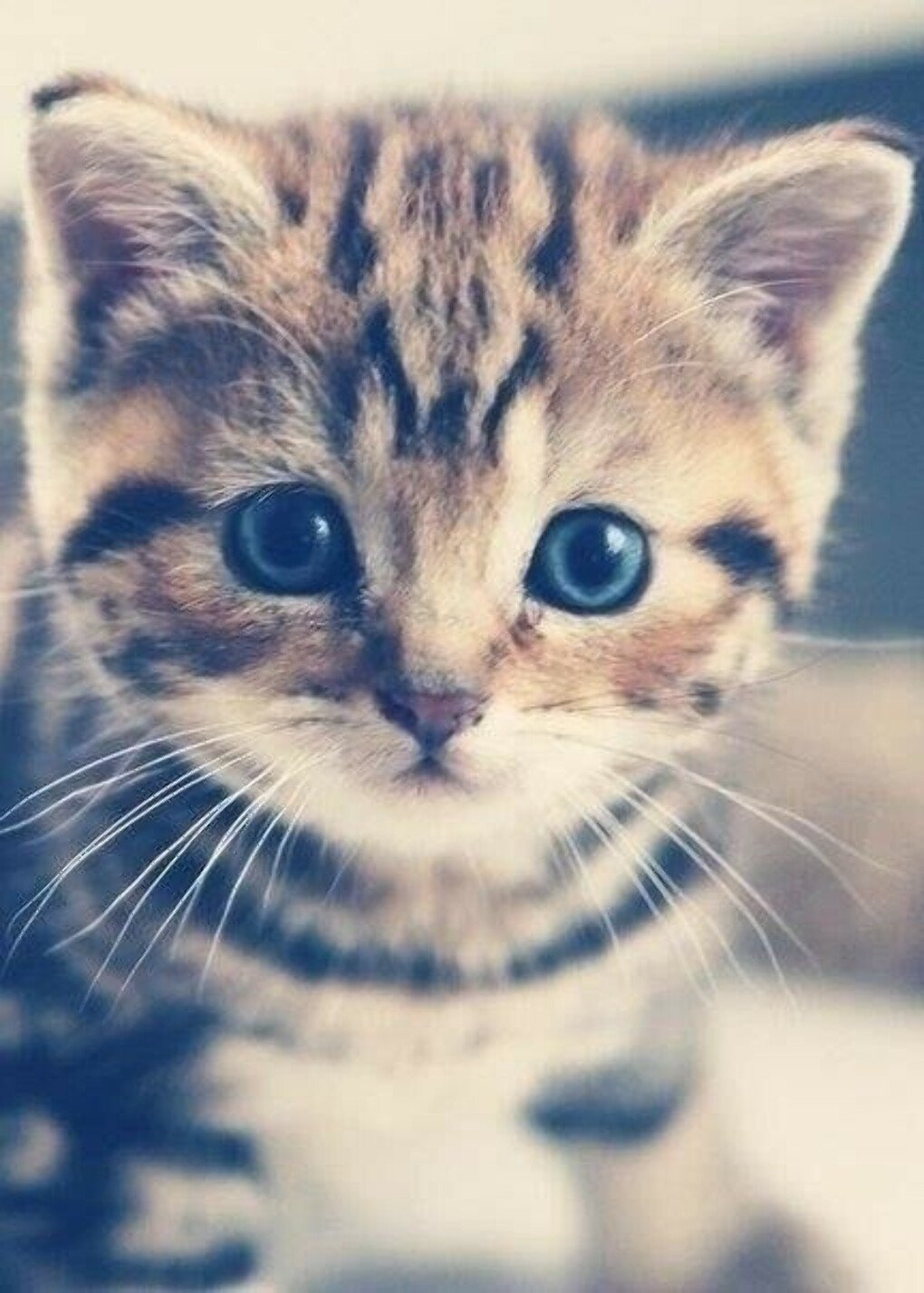 Милые котики на аву