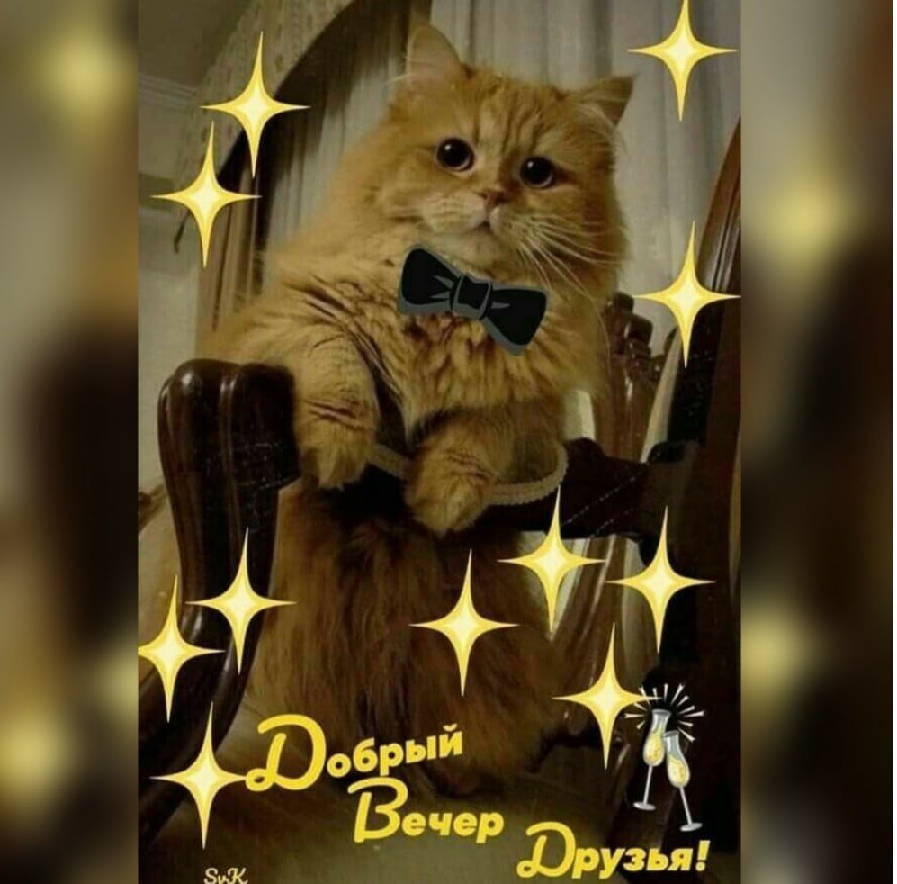 Добрый вечер с котиками