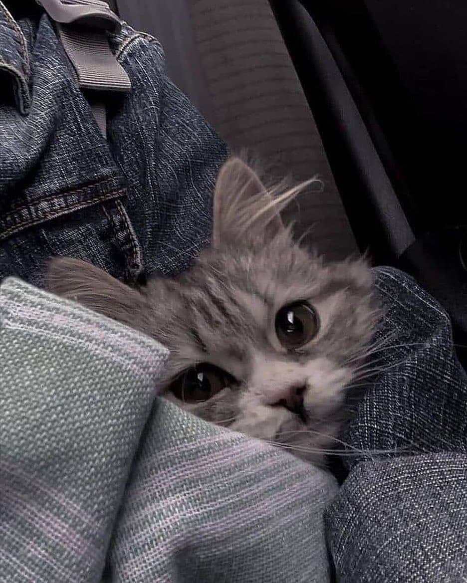 Милая мордочка кота