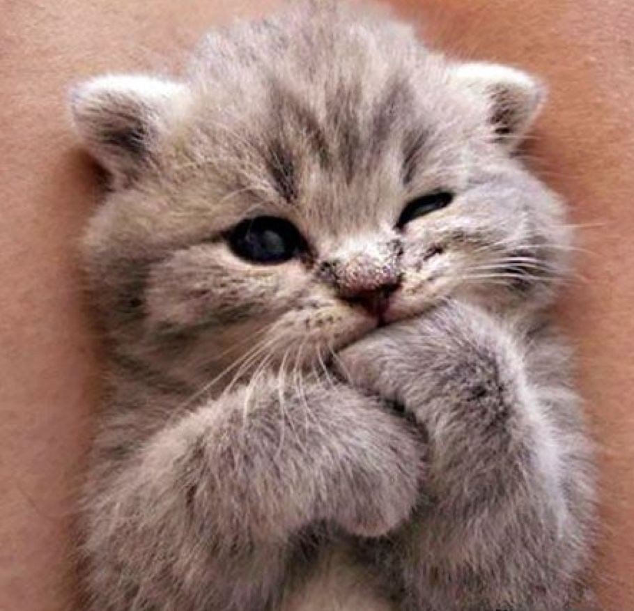 Котенок на ладони