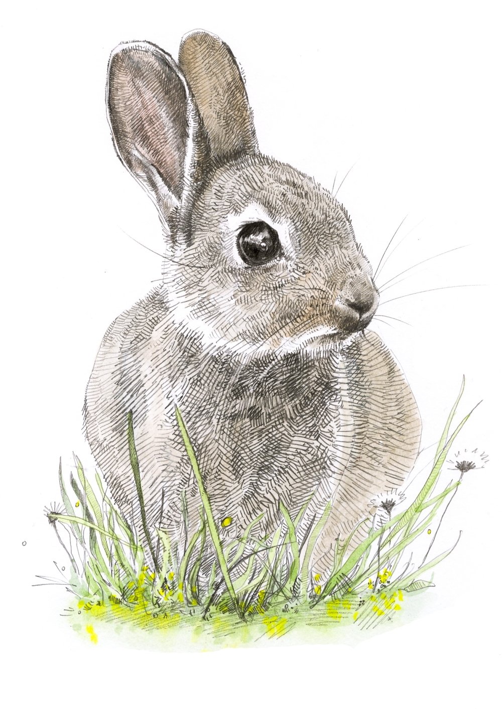 Силуэт серого зайца