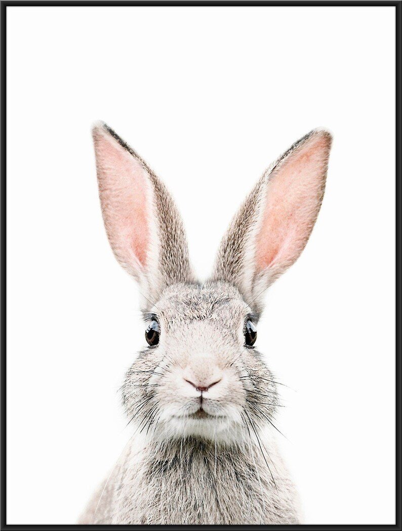 Кролик акварель
