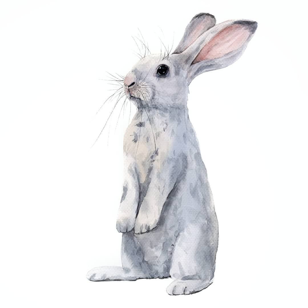 Кролик акварель