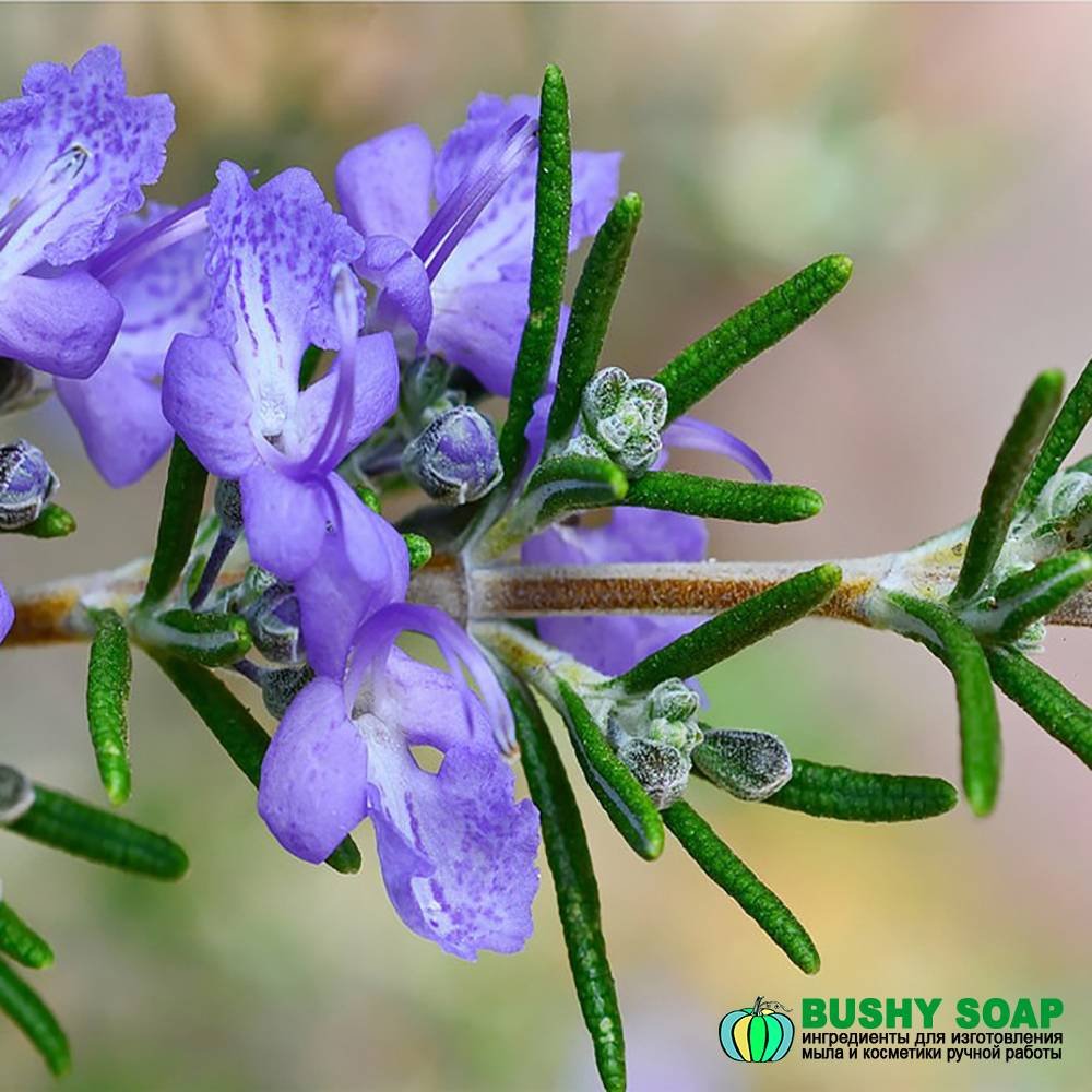 Розмарин в природе