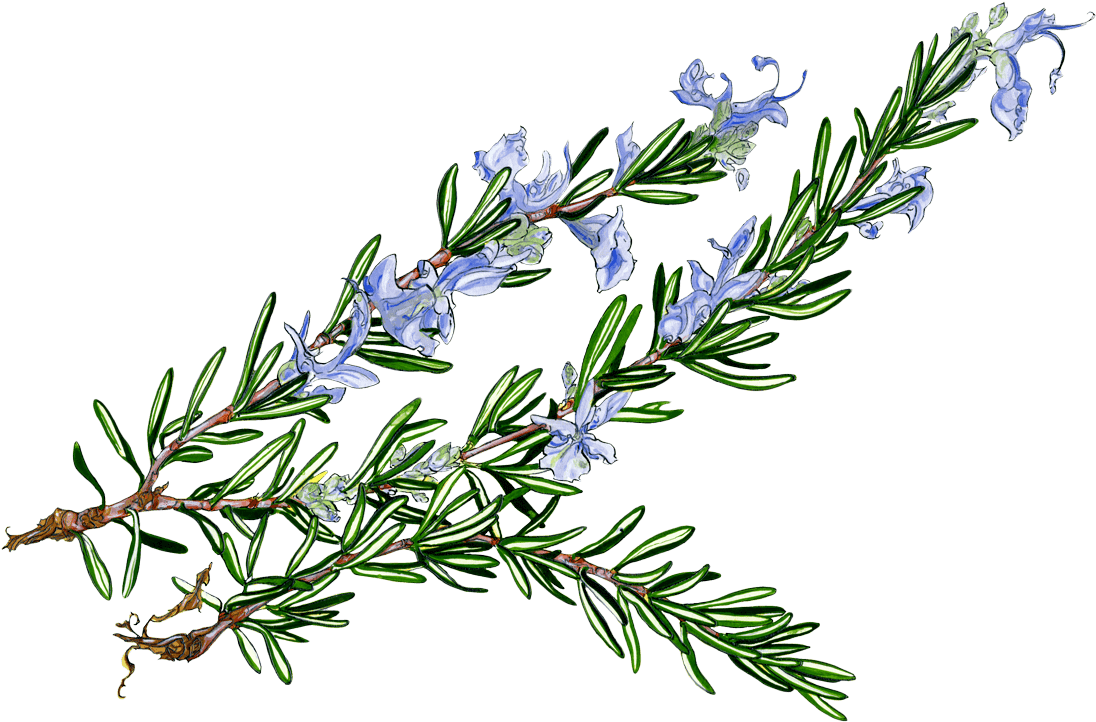 Розмарин Цветущий веточка