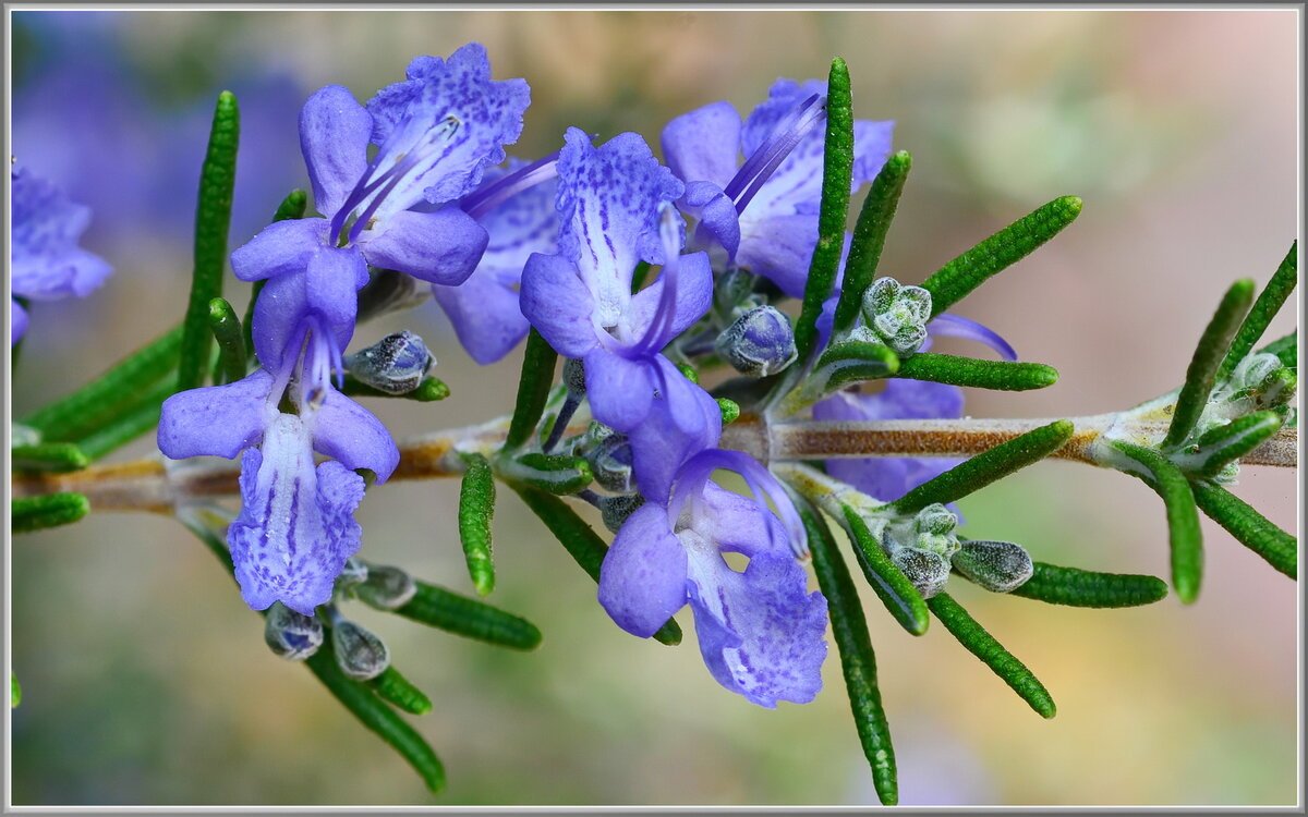 Розмарин оффициналис