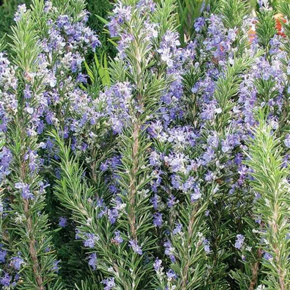 Розмарин лекарственный (Rosmarinus officinalis)