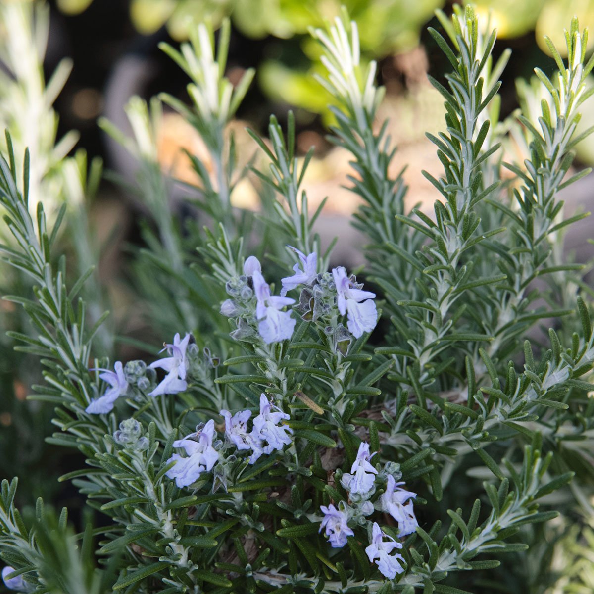 Дикий розмарин