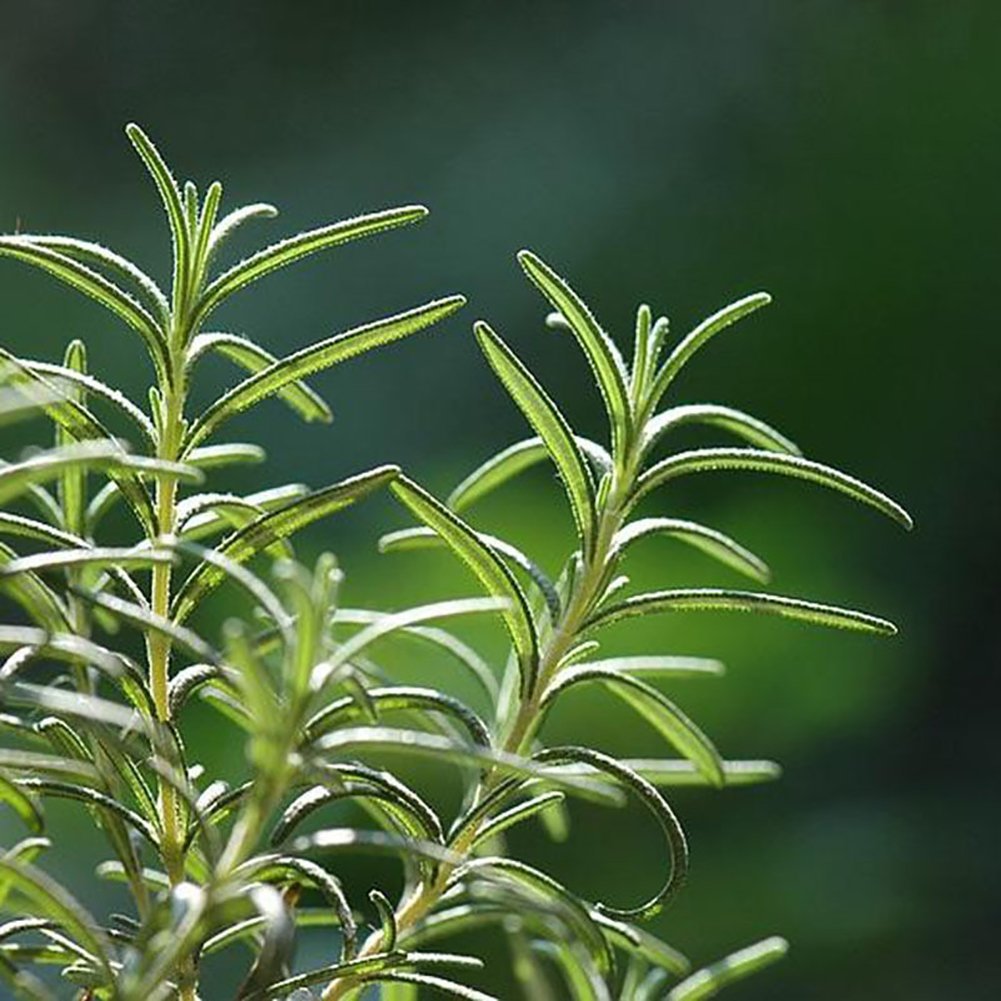 Розмарин картинки