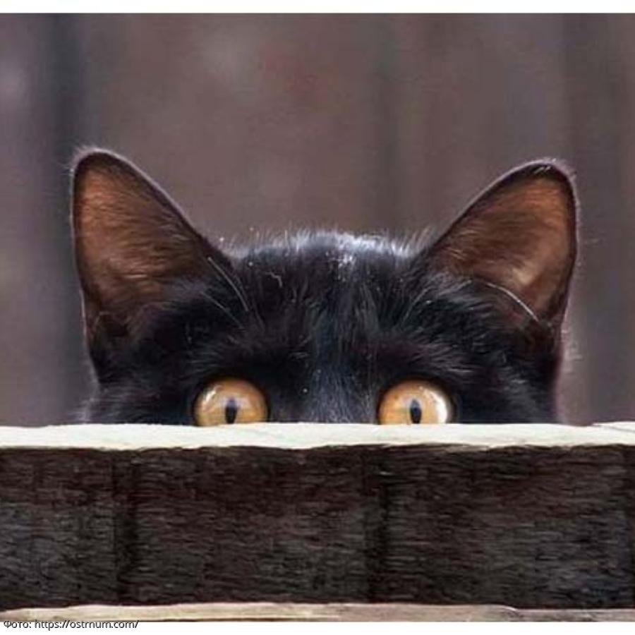 Кот выглядывает