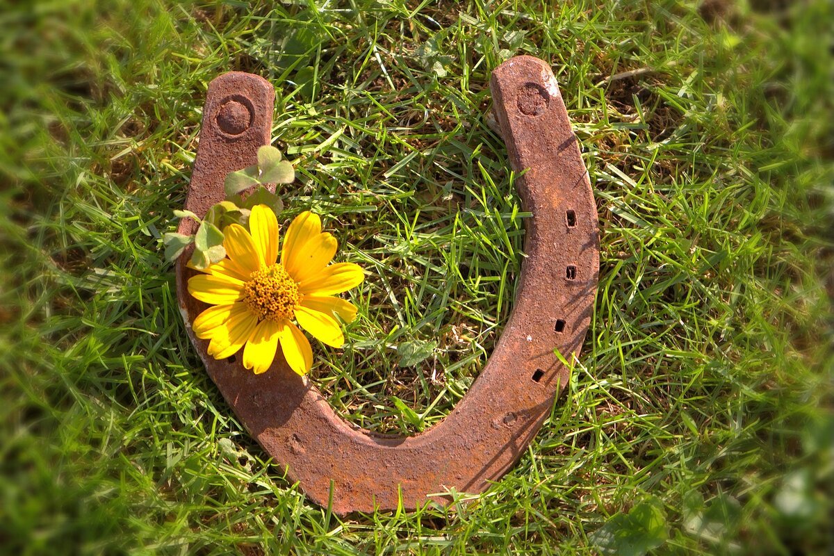 Чёрная кошка перебежала дорогу