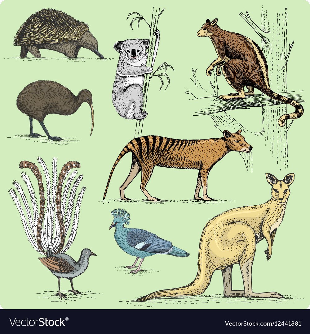 Векторные животные Австралии