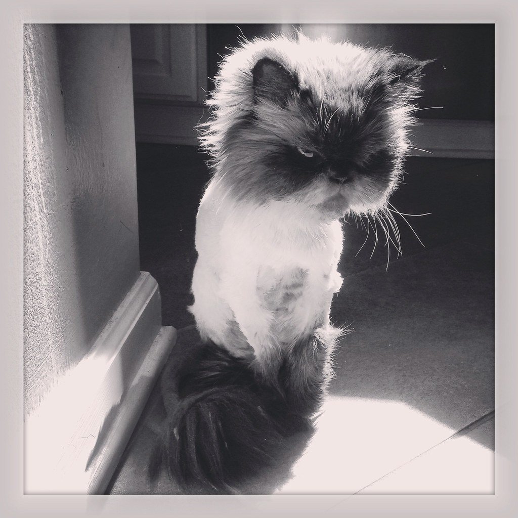 Кот фу море