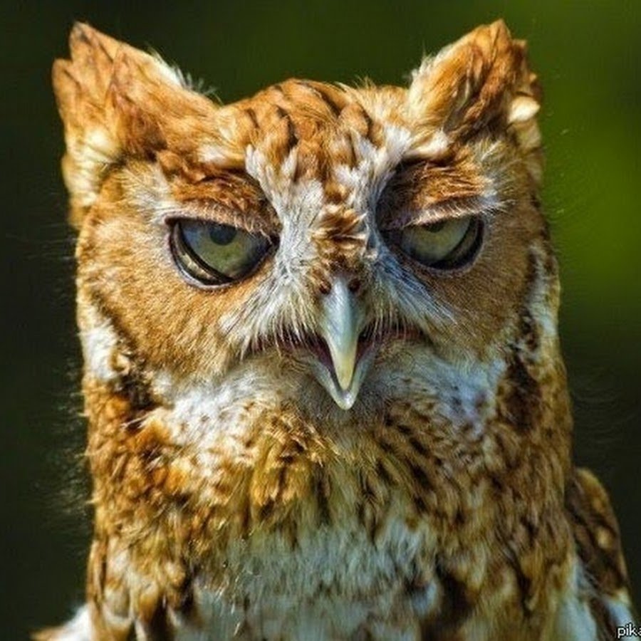 Локи — самый сердитый сфинкс в мире