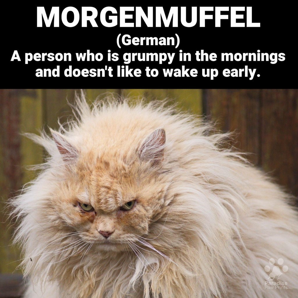 Моргенмуффель картинки