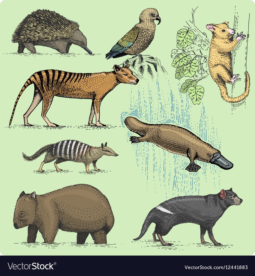 Австралийские животные Clipart