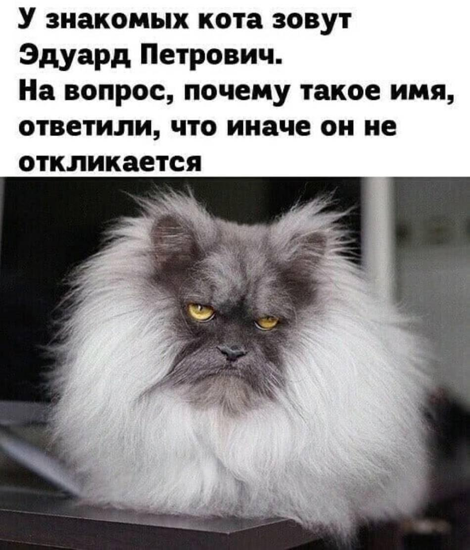 У знакомых кота зовут Эдуард Игоревич