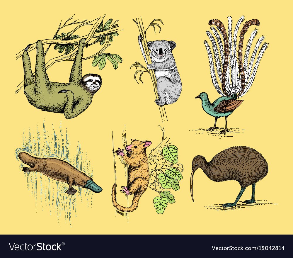 Австралия ассоциации