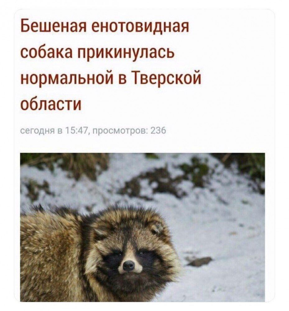 Хмурый кот Джуно