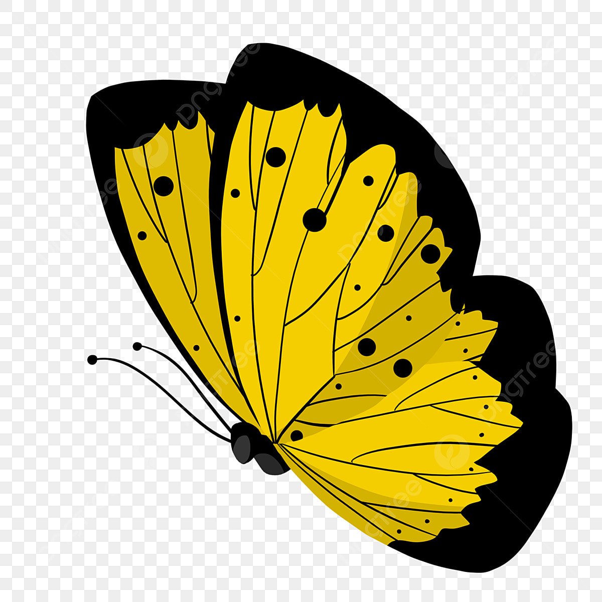 Разноцветные бабочки