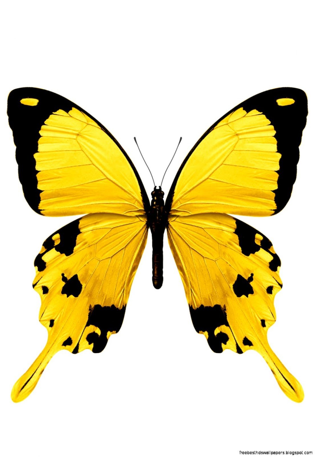 Жёлтые бабочки с белыми точками на белом фоне