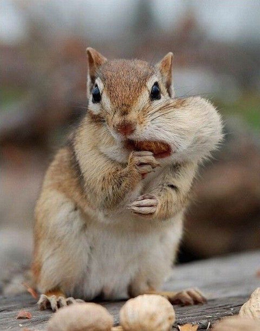 Яков аким жадина