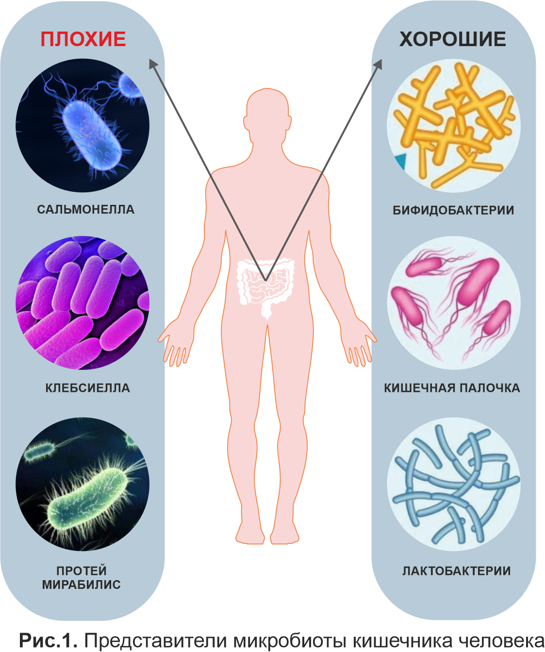Смешные бактерии