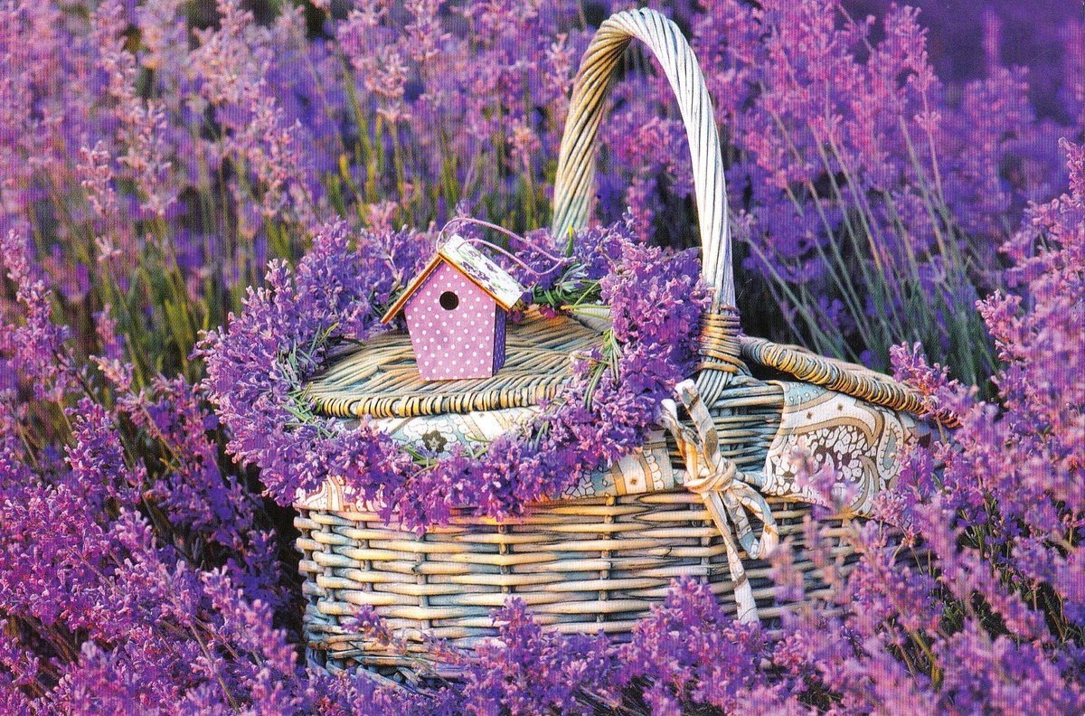 Лаванда снижает стресс