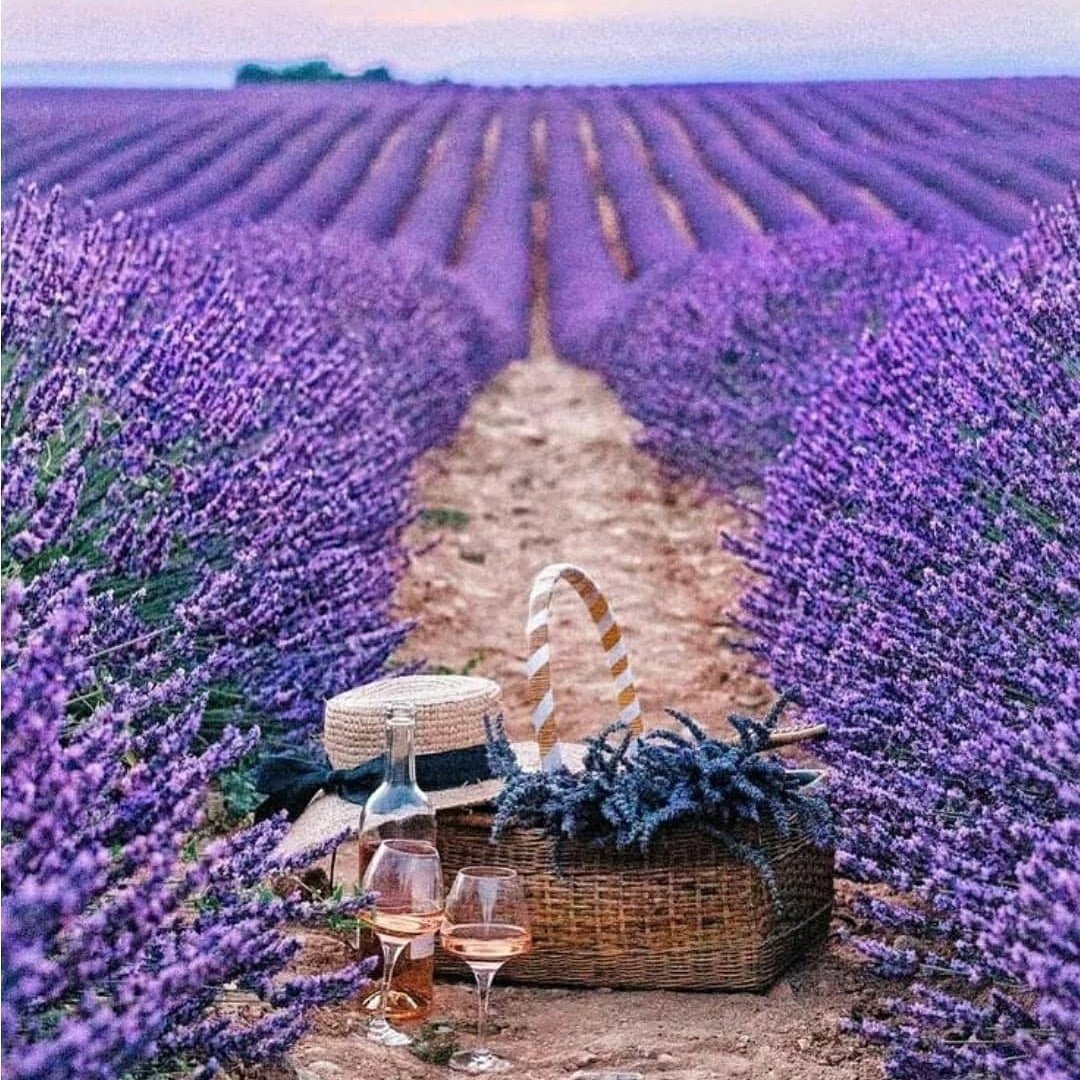 Лавандовые поля в Краснодарском крае