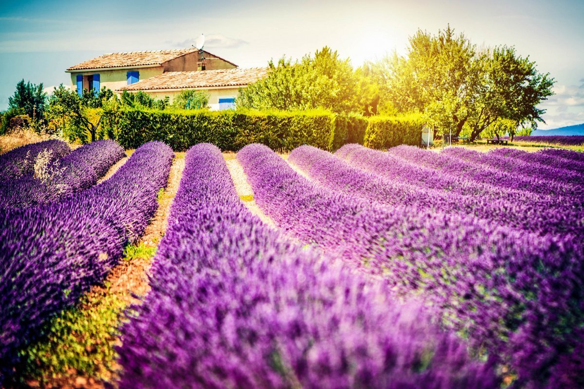 Цветы Прованса