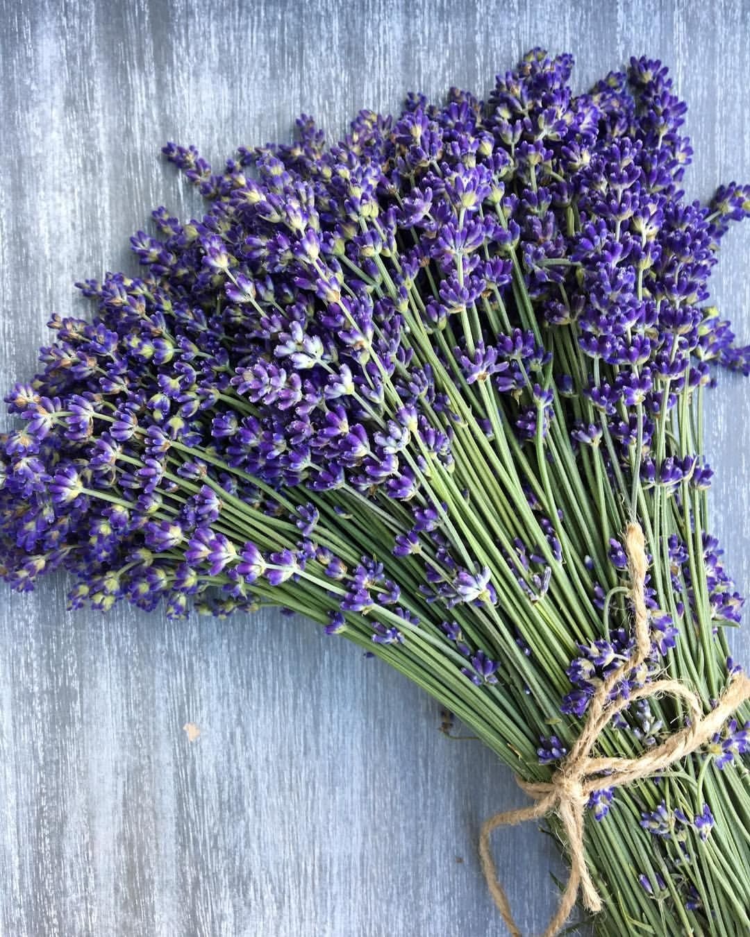 Поля лаванды во Франции