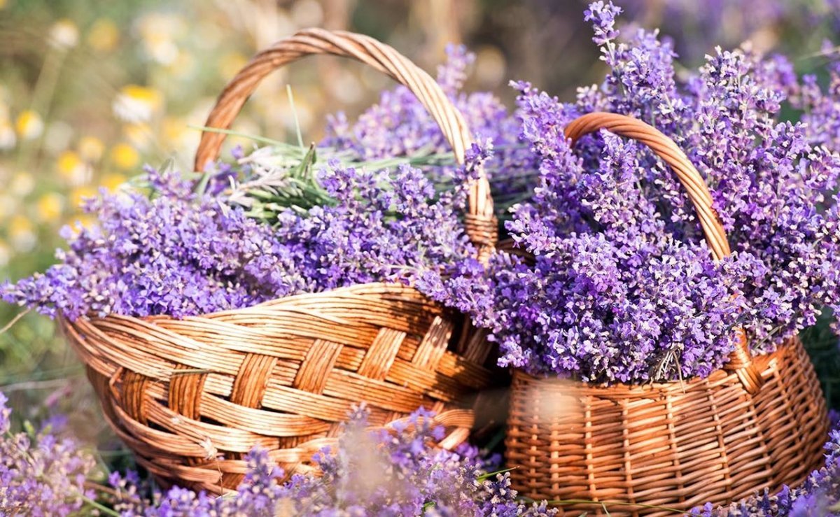 Художник Jane Shasky лён