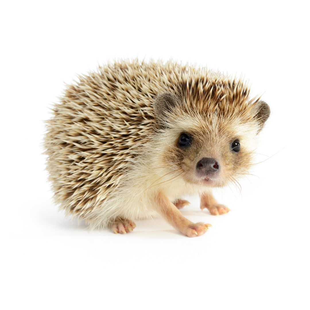 Ежик мультяшный без фона