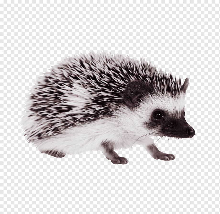 Еж на белом фоне