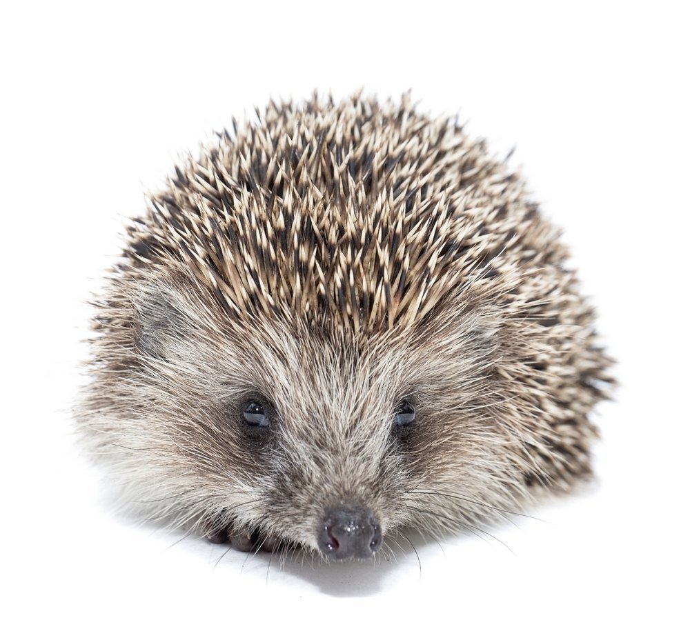 Ежонок на белом фоне для детей дошкольного возраста