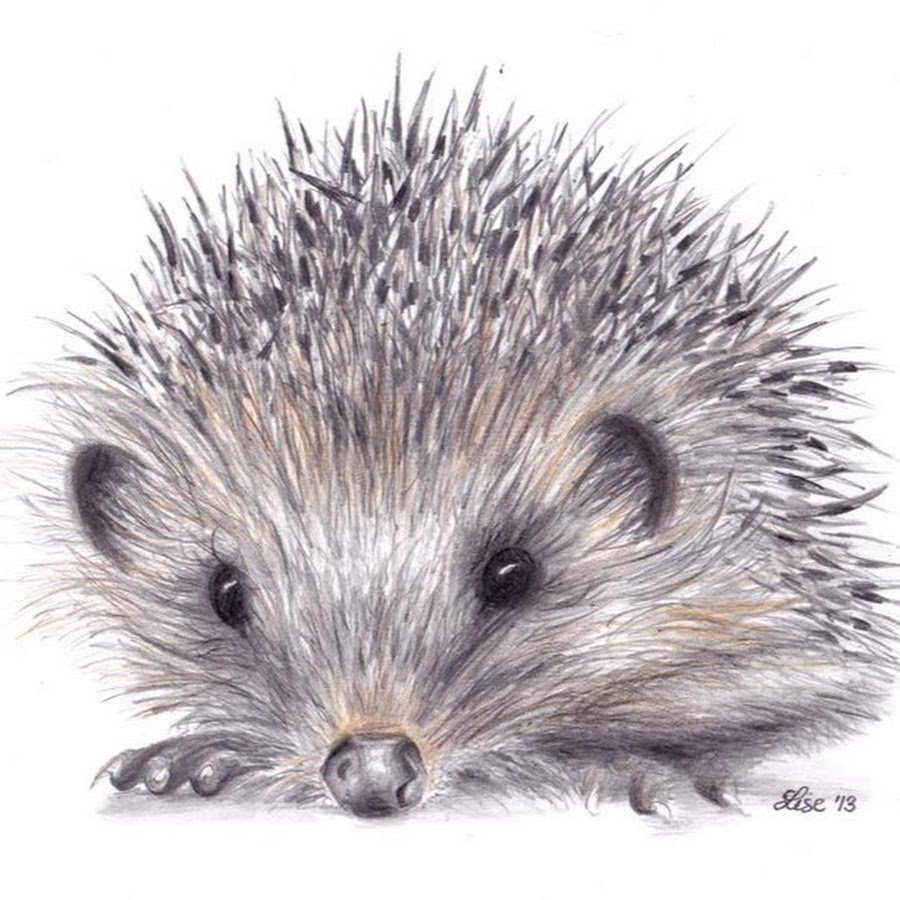Еж картинка на белом фоне