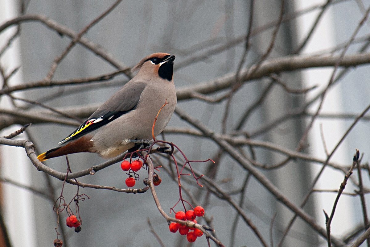 Птицы Подмосковья свиристель