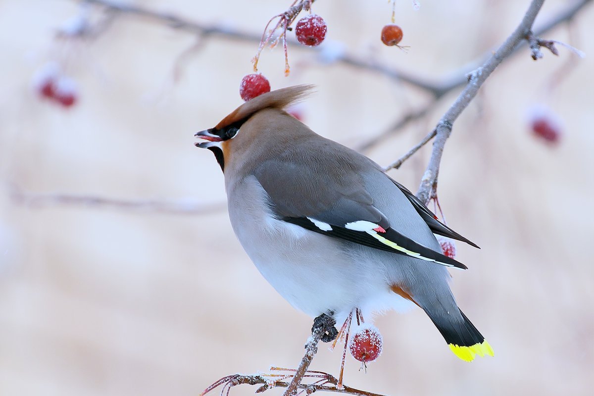 Свиристель обыкновенный (Bombycilla garrulus)