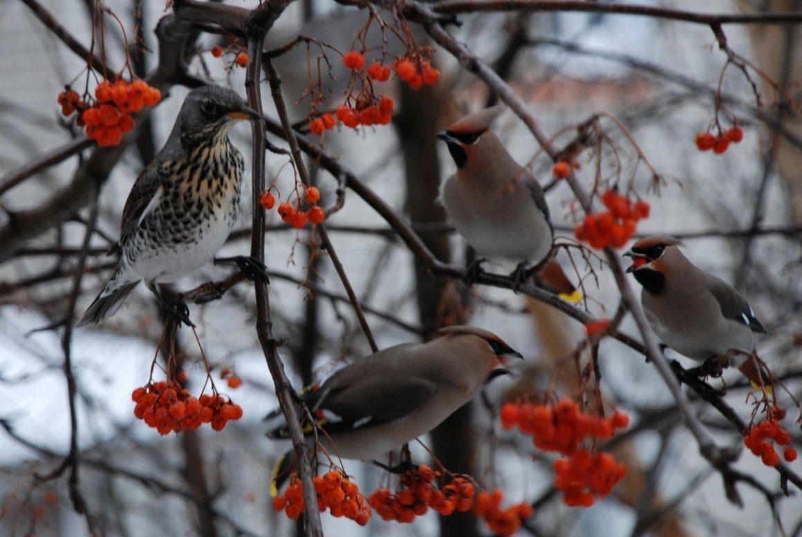Снегири свиристели зимой