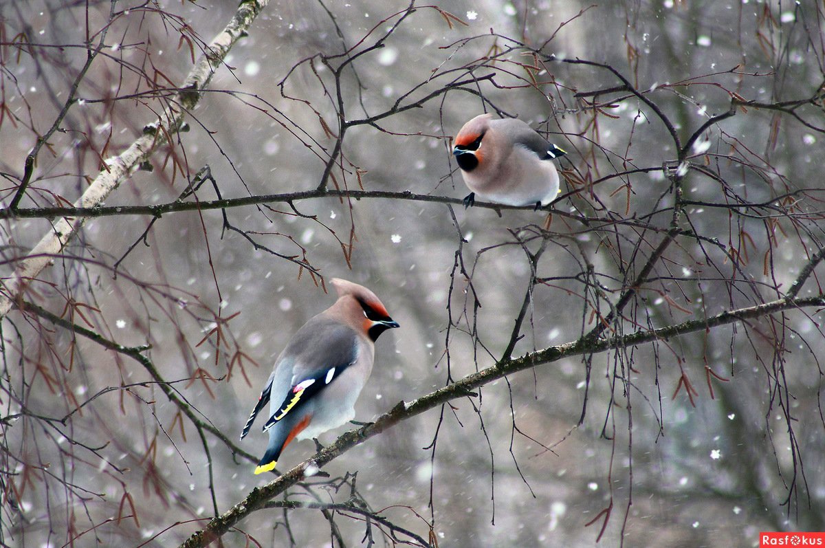 Зимние птицы свиристель